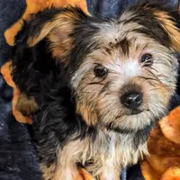 Morkie male Red J. J., a male Maltese and Yorkshire Terrier for sale in Clermont, FL – Photo 5 of 5