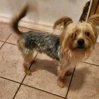 Morkie male Red J. J., a male Maltese and Yorkshire Terrier for sale in Clermont, FL – Photo 1 of 5