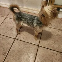 Morkie male Red J. J., a male Maltese and Yorkshire Terrier for sale in Clermont, FL – Photo 2 of 5