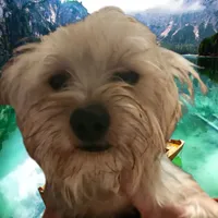 Morkie male Red J. J., a male Maltese and Yorkshire Terrier for sale in Clermont, FL – Photo 3 of 5