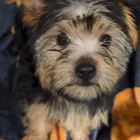 Morkie male Red J. J., a male Maltese and Yorkshire Terrier for sale in Clermont, FL – Photo 4 of 5