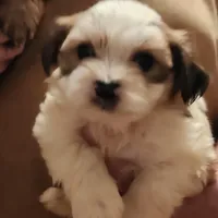 Baby Girl Tessa , a female Yorkshire Terrier and Shorkie for sale in Clermont, FL – 1 of 1