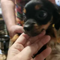 Shorkie boy 3, a male Shih Tzu and Yorkshire Terrier for sale in Clermont, FL – Photo 2 of 6