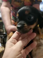 Shorkie boy 3, a male Shih Tzu and Yorkshire Terrier for sale in Clermont, FL – Photo 2 of 6