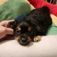 Shorkie boy 3, a male Shih Tzu and Yorkshire Terrier for sale in Clermont, FL – Photo 3 of 6