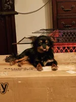 Shorkie boy Onyx , a male Shih Tzu and Yorkshire Terrier for sale in Clermont, FL – Photo 9 of 10