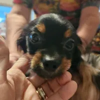 Shorkie boy 3, a male Shih Tzu and Yorkshire Terrier for sale in Clermont, FL – Photo 1 of 6