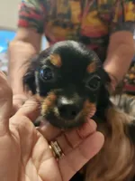 Shorkie boy 3, a male Shih Tzu and Yorkshire Terrier for sale in Clermont, FL – Photo 1 of 6