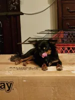 Shorkie boy Onyx , a male Shih Tzu and Yorkshire Terrier for sale in Clermont, FL – Photo 10 of 10
