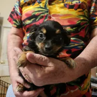 Shorkie boy 3, a male Shih Tzu and Yorkshire Terrier for sale in Clermont, FL – Photo 4 of 6