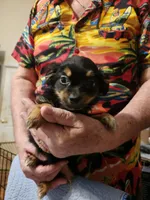 Shorkie boy 3, a male Shih Tzu and Yorkshire Terrier for sale in Clermont, FL – Photo 4 of 6