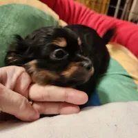 Shorkie boy 3, a male Shih Tzu and Yorkshire Terrier for sale in Clermont, FL – Photo 5 of 6