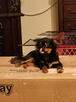 Shorkie boy Onyx , a male Shih Tzu and Yorkshire Terrier for sale in Clermont, FL – Photo 7 of 10