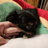 Shorkie boy 3, a male Shih Tzu and Yorkshire Terrier for sale in Clermont, FL – Photo 6 of 6