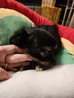 Shorkie boy 3, a male Shih Tzu and Yorkshire Terrier for sale in Clermont, FL – Photo 6 of 6