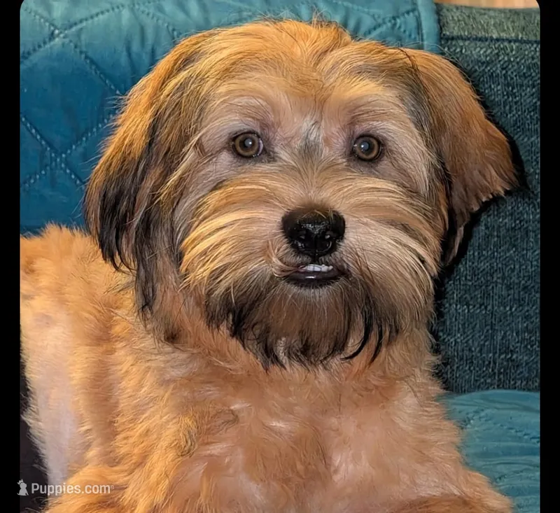 Shorkie boy Tank  – Yorkshire Terrier, Shorkie puppy for sale in Clermont, FL