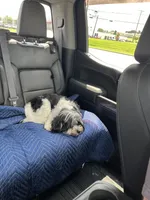 Petite Amour Jesse AKC GCH Pedigree, a male Havanese for sale in Somerset, KY – 5 of 10