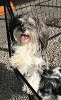 Petite Amour Ashley AKC, a female Havanese for sale in Somerset, KY – 6 of 6