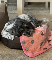 Petite Amour Ashley AKC, a female Havanese for sale in Somerset, KY – 5 of 6