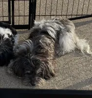 Petite Amour Ashley AKC, a female Havanese for sale in Somerset, KY – 2 of 6