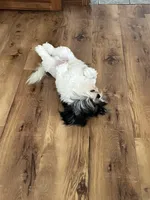 Petite Amour Jesse AKC GCH Pedigree, a male Havanese for sale in Somerset, KY – 4 of 10