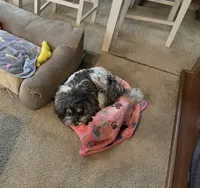 Petite Amour Ashley AKC, a female Havanese for sale in Somerset, KY – 1 of 6