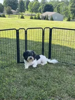 Petite Amour Jesse AKC GCH Pedigree, a male Havanese for sale in Somerset, KY – 10 of 10