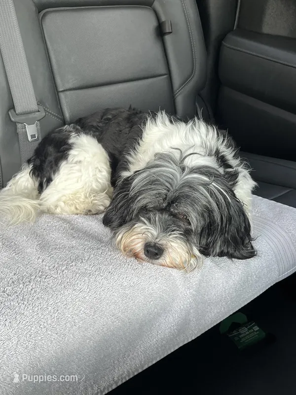 Petite Amour Jesse AKC GCH Pedigree – Havanese puppy for sale in Somerset, KY
