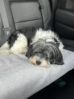 Petite Amour Jesse AKC GCH Pedigree, a male Havanese for sale in Somerset, KY – 1 of 10