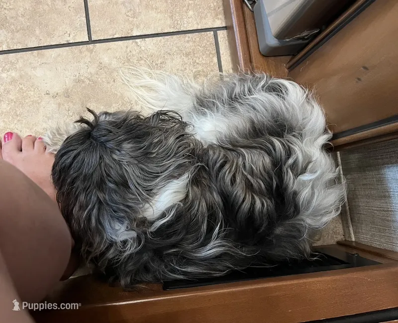 Daisy AKC – Havanese puppy for sale in Somerset, KY
