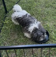 Petite Amour Ashley AKC, a female Havanese for sale in Somerset, KY – 3 of 6