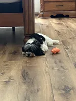 Petite Amour Jesse AKC GCH Pedigree, a male Havanese for sale in Somerset, KY – 6 of 10