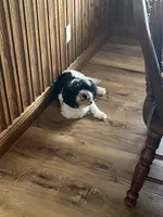 Petite Amour Jesse AKC GCH Pedigree, a male Havanese for sale in Somerset, KY – 8 of 10