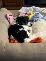 Petite Amour Jesse AKC GCH Pedigree, a male Havanese for sale in Somerset, KY – 9 of 10