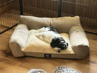 Petite Amour Jesse AKC GCH Pedigree, a male Havanese for sale in Somerset, KY – 7 of 10