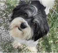 Petite Amour Jesse AKC GCH Pedigree, a male Havanese for sale in Somerset, KY – 2 of 10