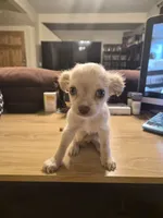 Chiweenie, a male Chiweenie for sale in Mckeesport, PA – 3 of 3