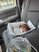 Chiweenie, a female Chiweenie for sale in Mckeesport, PA – 2 of 5