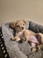 Chiweenie, a male Chiweenie for sale in Mckeesport, PA – 2 of 3