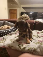 Chiweenie, a female Chiweenie for sale in Mckeesport, PA – 3 of 5