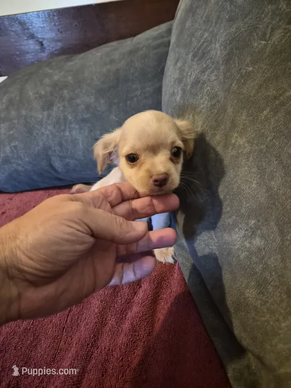 Chiweenie – Chiweenie puppy for sale in Mckeesport, PA