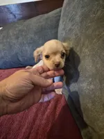 Chiweenie, a male Chiweenie for sale in Mckeesport, PA – 1 of 3