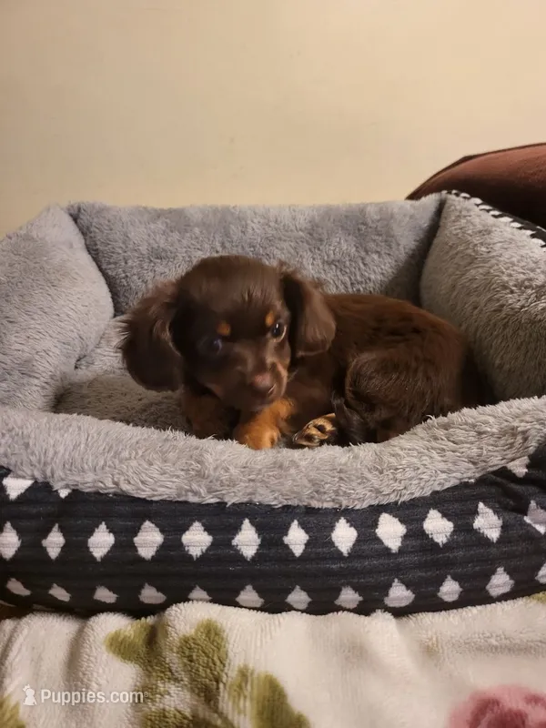 Chiweenie – Chiweenie puppy for sale in Mckeesport, PA