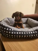 Chiweenie, a female Chiweenie for sale in Mckeesport, PA – 5 of 5