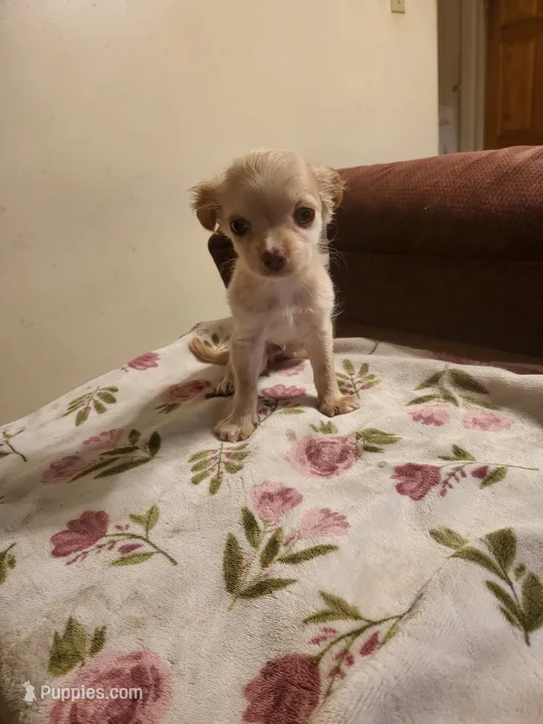 Chiweenie – Chiweenie puppy for sale in Mckeesport, PA