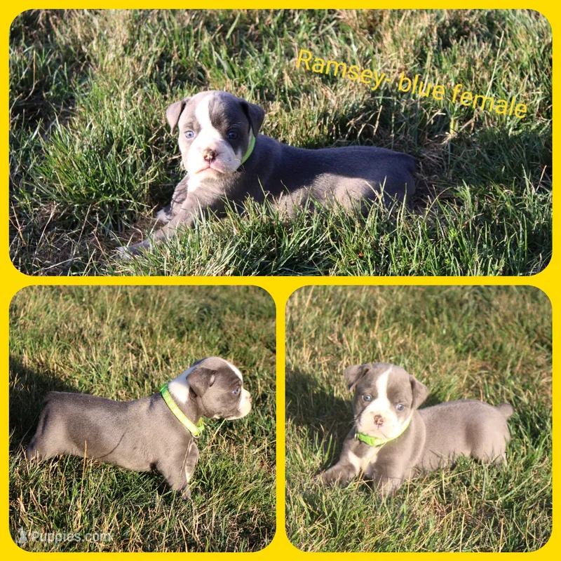Ramsey  – Olde English Bulldogge puppy for sale in Eatonville, WA