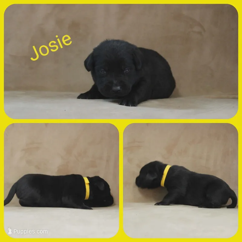 Josie – Labrador Retriever puppy for sale in Eatonville, WA