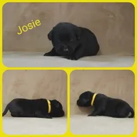 Josie, a male Labrador Retriever for sale in Eatonville, WA – 3 of 6