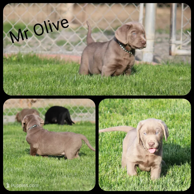 Olive – Labrador Retriever puppy for sale in Eatonville, WA