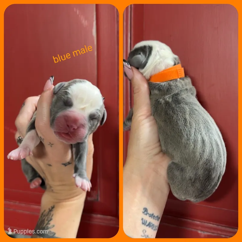 5 – Olde English Bulldogge puppy for sale in Eatonville, WA